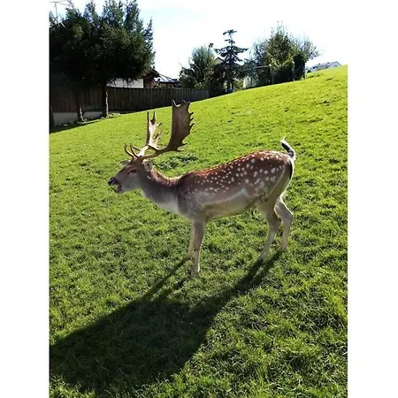 Ahorn Comfortable 度假居 Leutkirch im Allgäu